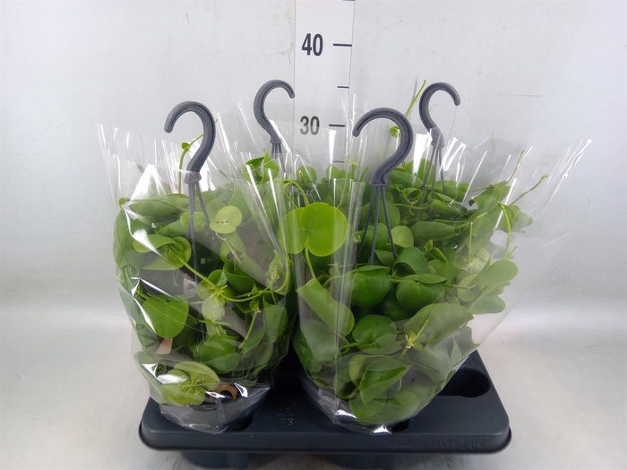 <h4>Dischidia platyphylla</h4>