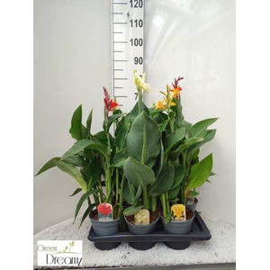 CANNA CANNOVA GEM