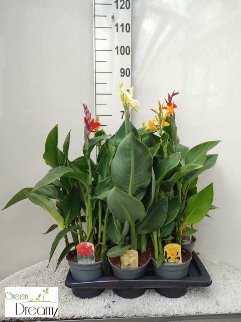 <h4>CANNA CANNOVA GEM</h4>