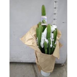 Euphorbia acrurensis