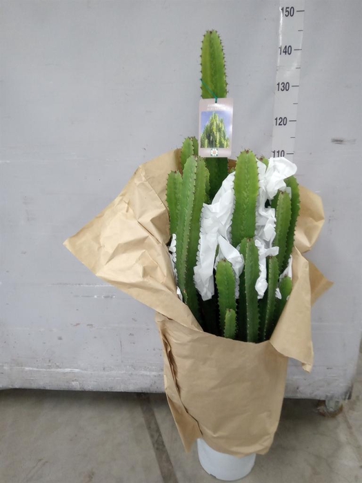<h4>Euphorbia acrurensis</h4>