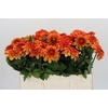 Dahlia American Sunset