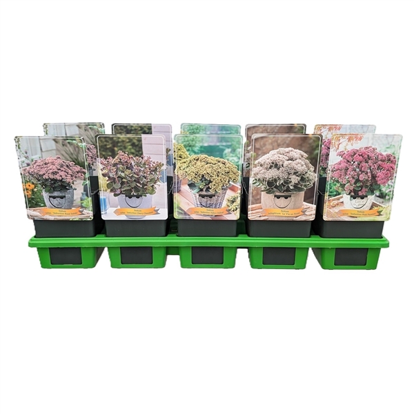 <h4>Sedum mix 6x10 srt. per laag P11</h4>