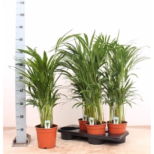 DYPSIS LUTESCENS