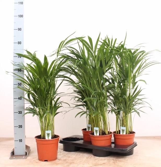 <h4>DYPSIS LUTESCENS</h4>