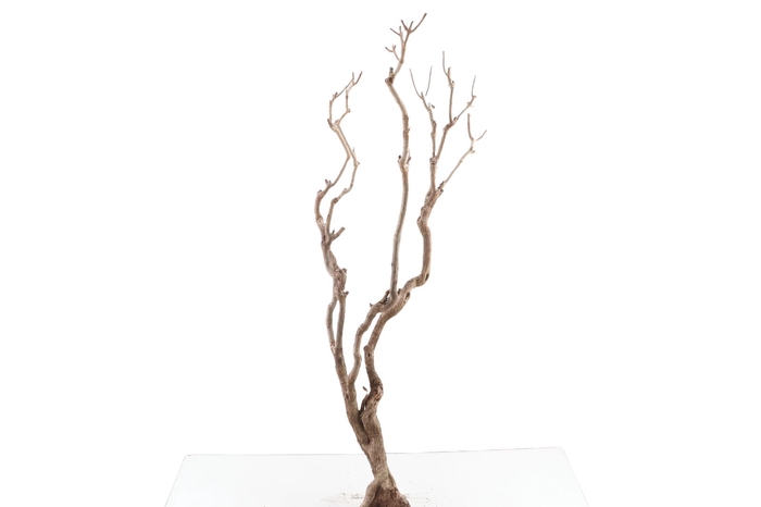 <h4>Syringa Branch Super Handel</h4>