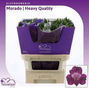 Alstroemeria Morado | Heavy Quality