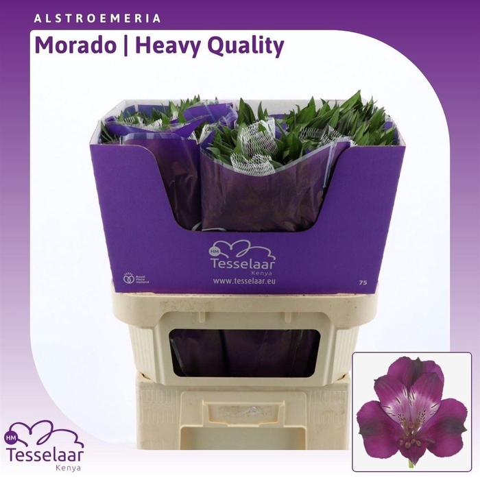 <h4>Alstroemeria Morado | Heavy Quality</h4>