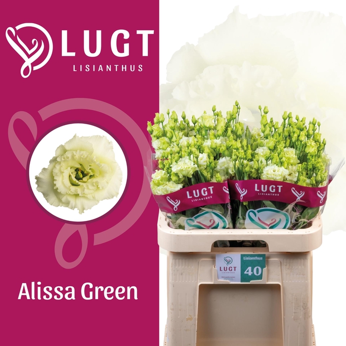 <h4>EUS G ALISSA GREEN</h4>