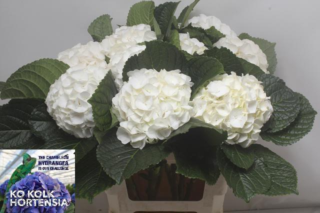 <h4>HYDR M CH ALLURE</h4>