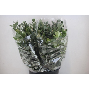 Pittosp Ralphi Leaves 200gr P Bunch