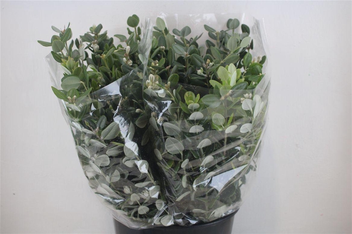 <h4>Pittosp Ralphi Leaves 200gr P Bunch</h4>