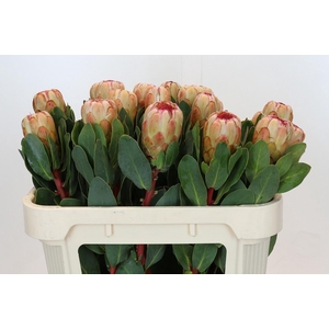 PROTEA GRANDICOLOR