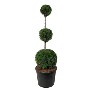 Thuja occ. 'Smaragd'