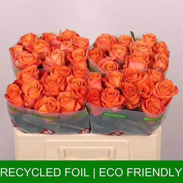 <h4>R GR ON FIRE</h4>