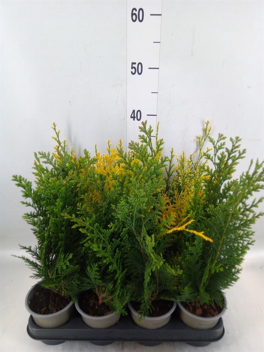 <h4>Chamaecyparis   ...</h4>