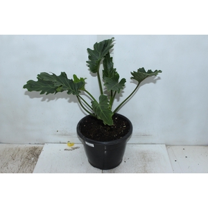 PHILODENDRON XANTAL P24