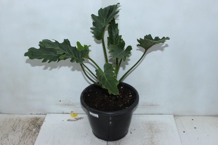 <h4>PHILODENDRON XANTAL P24</h4>