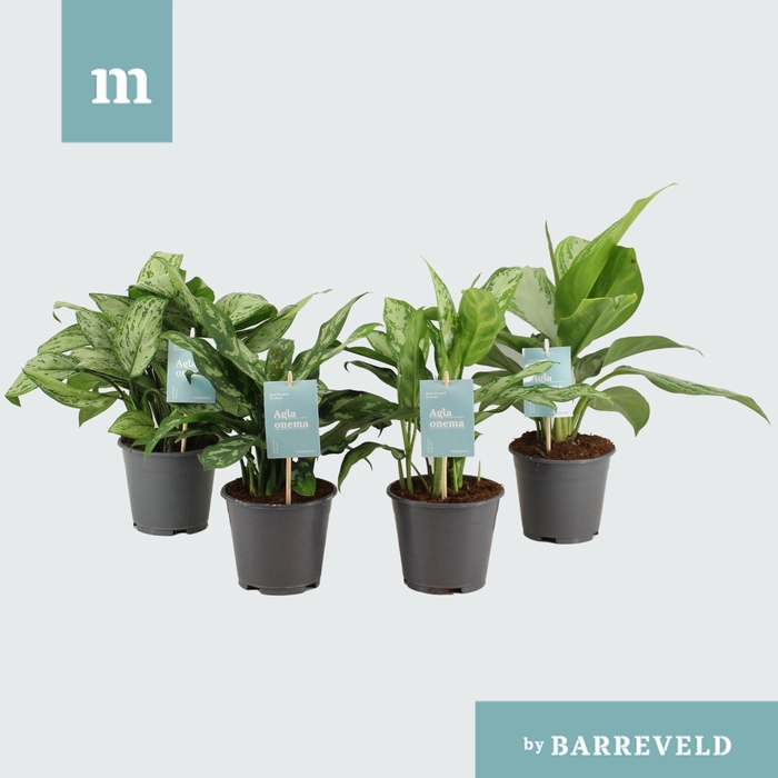 <h4>Aglaonema Mix</h4>