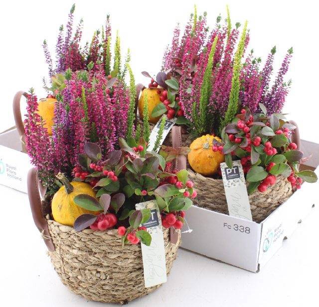 <h4>ARR TUINPLANTEN</h4>