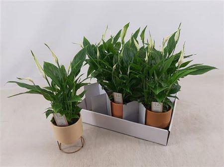 <h4>Spath Chopin</h4>