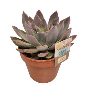 Echeveria Silver Queen - 1154