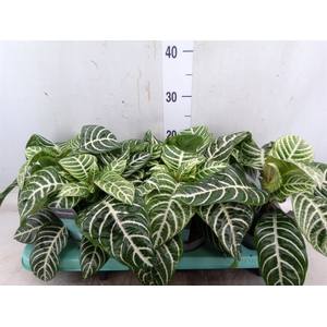Aphelandra squar. 'Botanica'