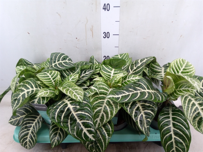 <h4>Aphelandra squar. 'Botanica'</h4>