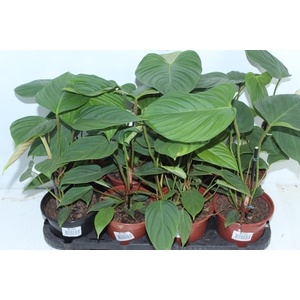 PHILODENDRON NANGARITENSE P15
