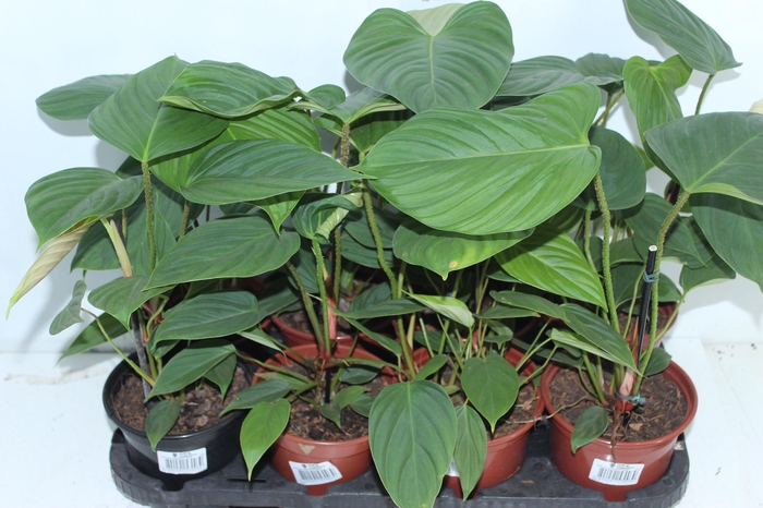 <h4>PHILODENDRON NANGARITENSE P15</h4>