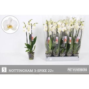 PHAL AN NOTTINGHAM