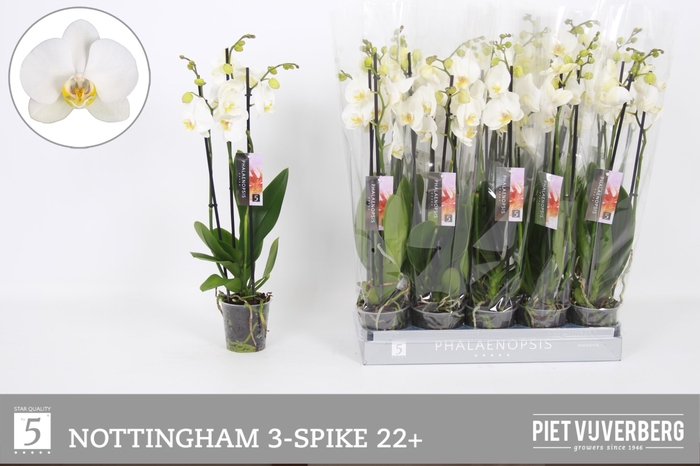 <h4>PHAL AN NOTTINGHAM</h4>