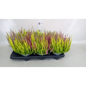 Calluna vulg. 'Beauty L'  ..mix 3/p