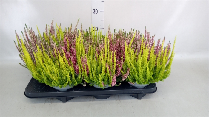 <h4>Calluna vulg. 'Beauty L'  ..mix 3/p</h4>