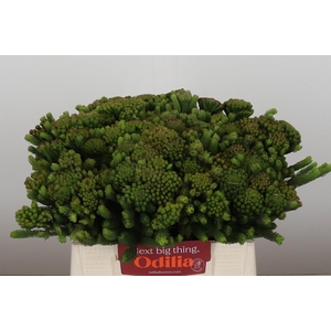 Kaaps Groen Albigreen