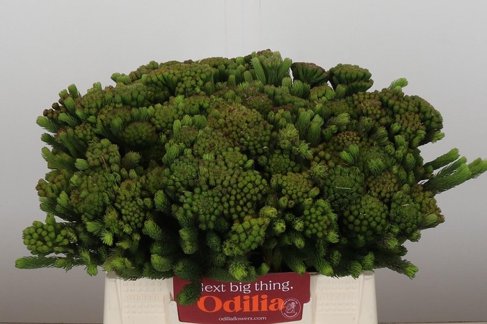 <h4>Kaaps Groen Albigreen</h4>