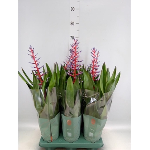 Aechmea  'Blue Rain'