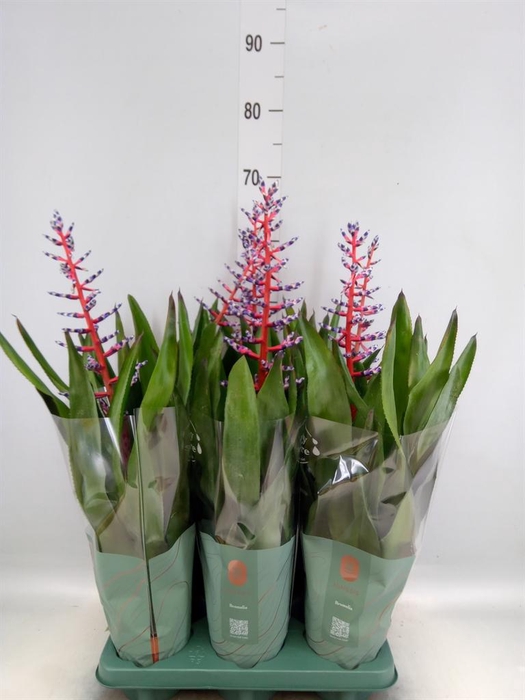 Aechmea  'Blue Rain'