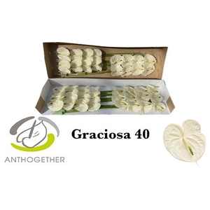 ANTH A GRACIOSA 40 smart pack