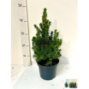 PICEA GL CONICA