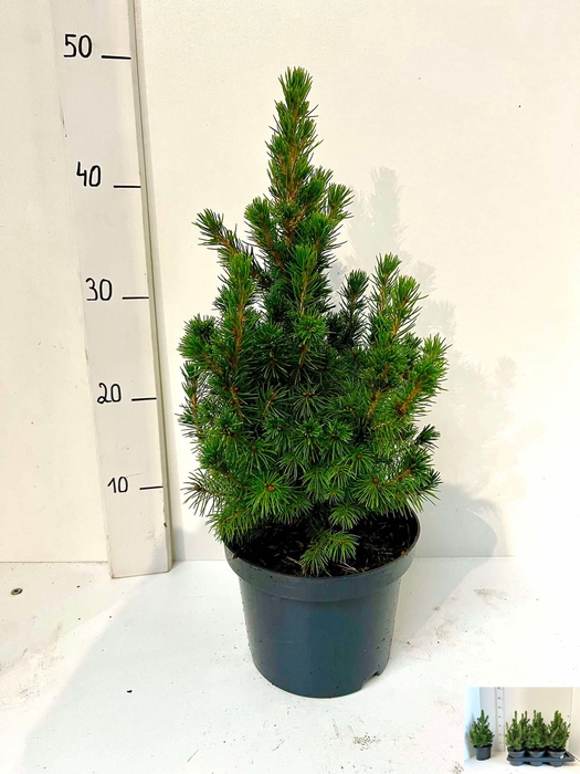 <h4>PICEA GL CONICA</h4>