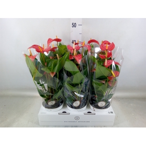 Anthurium andr. 'Livium Red Mirco'