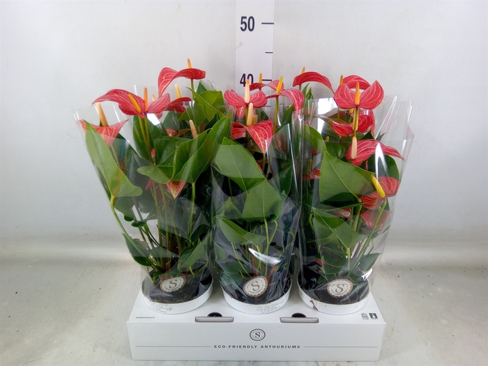 <h4>Anthurium andr. 'Livium Red Mirco'</h4>