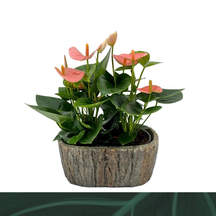 <h4>Anthurium Spirit steen ovaal</h4>