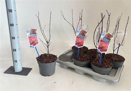 Acer Pa Atropurpureum