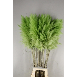 DF Pampas 115cm Bright Green