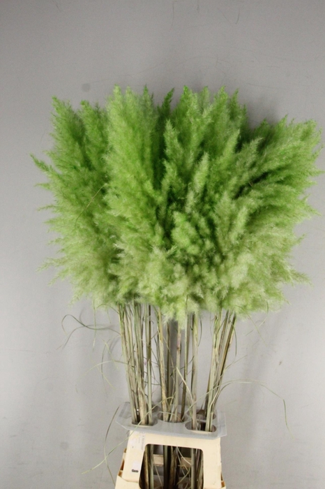 <h4>DF Pampas 115cm Bright Green</h4>