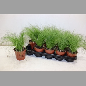 Stip Tenuifolia