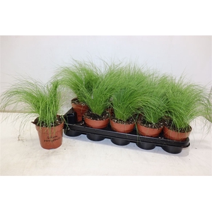 Stip Tenuifolia