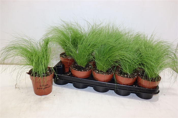 <h4>Stip Tenuifolia</h4>